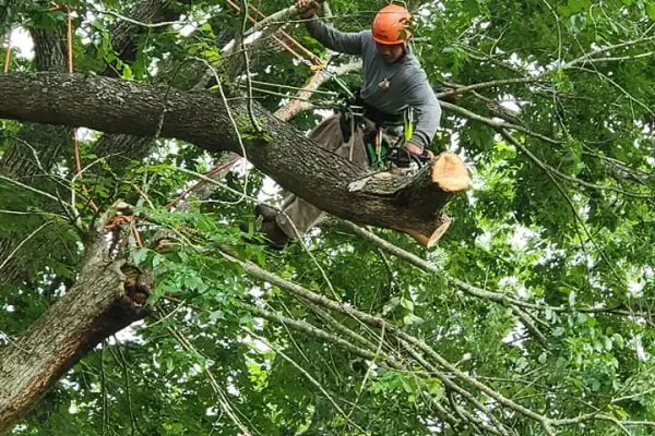 A man uses a chainsaw to cut down a tree, showcasing Pearland tree trimming services in action.