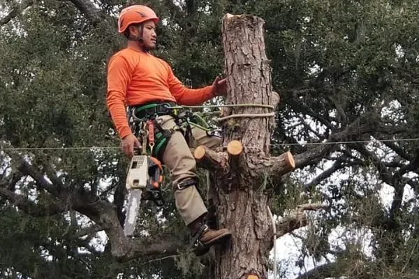 A man in an orange shirt carefully works on a tree, showcasing Pearland's tree removal service expertise.