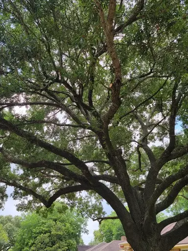 tree service pearland