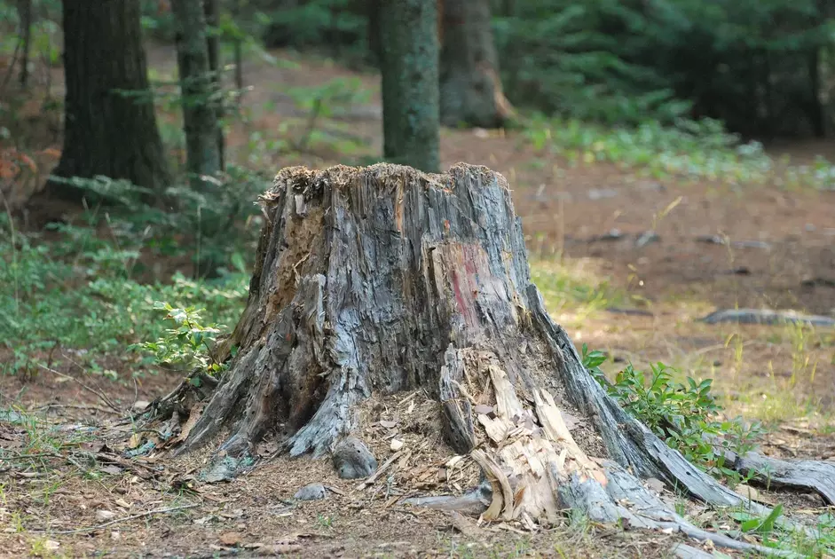 Dickinson Stump Grinding & Removal Services