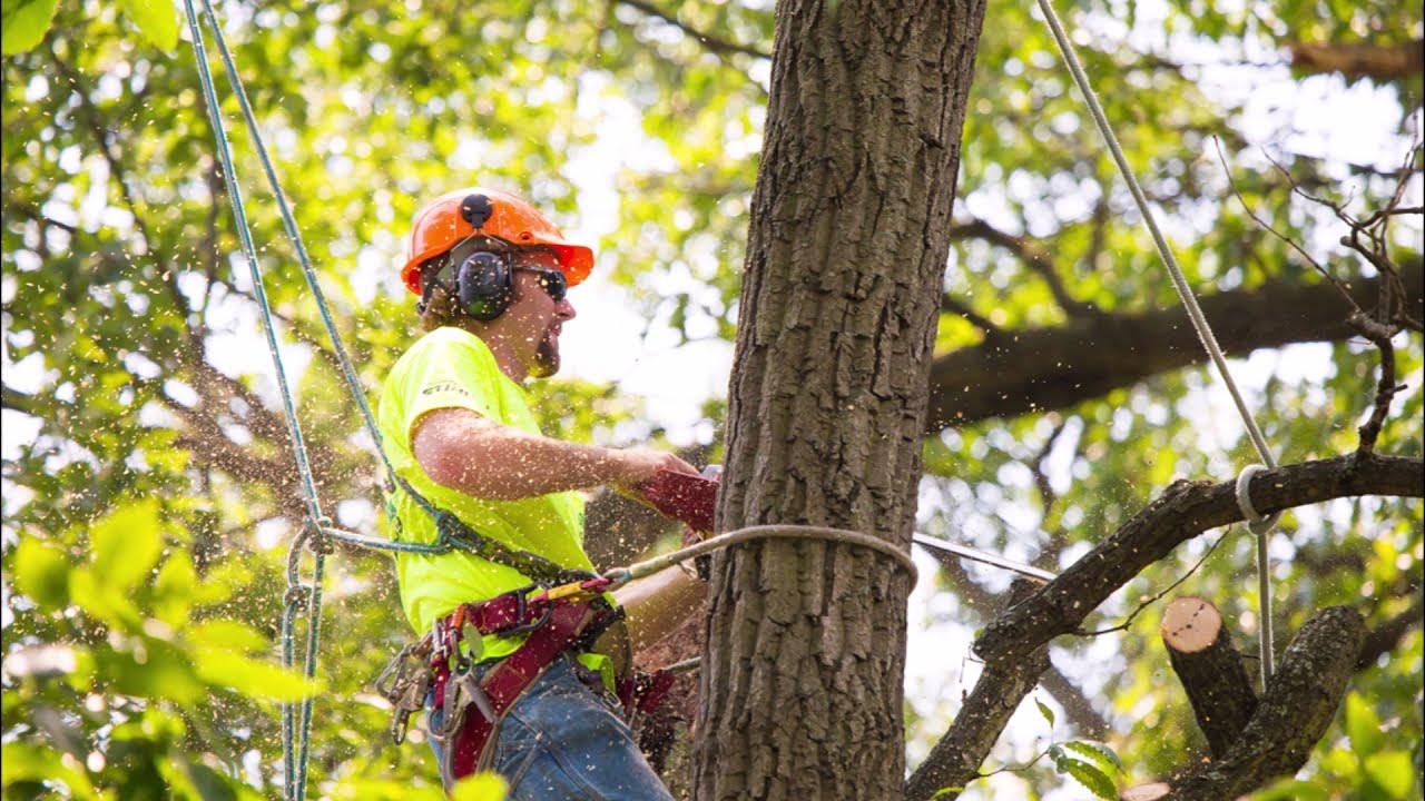 Tree Service Company