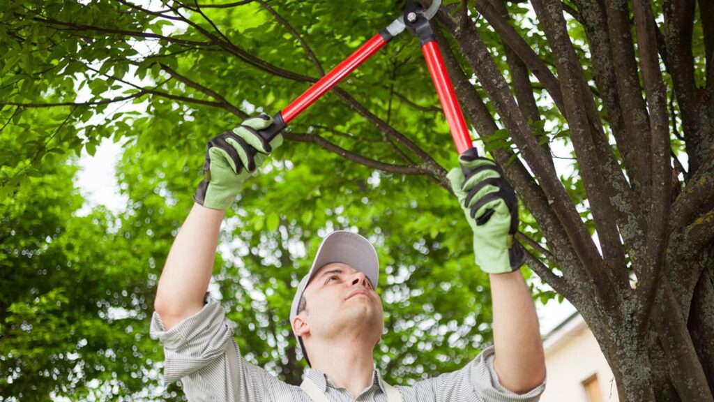 Tree Services and Landscaping Costs