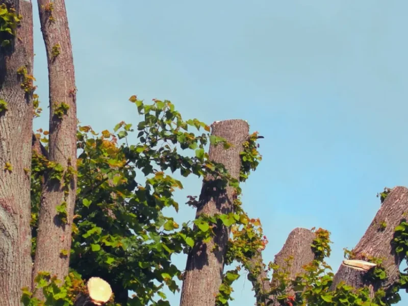 A lush tree with numerous branches and vibrant leaves, showcasing the beauty of nature and tree topping service techniques.